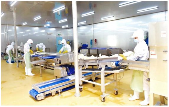 山东潍坊全力打造净菜产业发展新高地(图1)