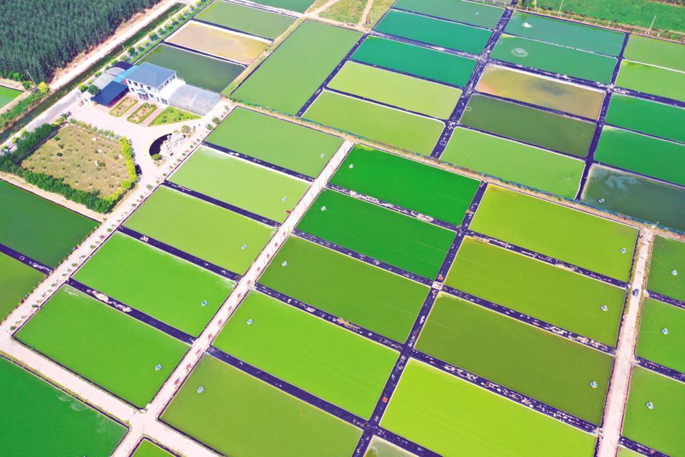 凤观特色产业崛起小镇不“小”(图6)