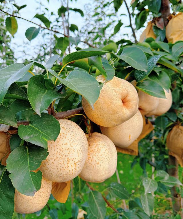 淄博食博会周五开展更多美食更多新品(图7)