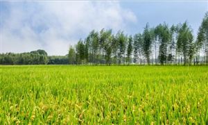 2022商用厨具行业发展前景及市场分析(图2)